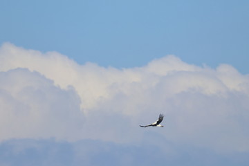 Fototapeta na wymiar white stork