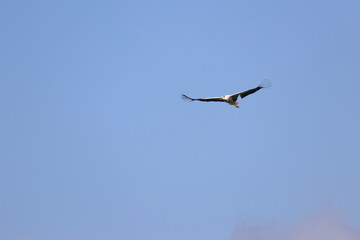 white stork