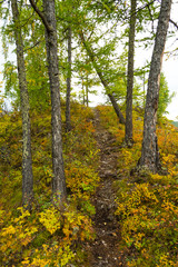 Fototapeta premium grove of conifers on hillside, hiking in forest of larch, tourist trip to nature