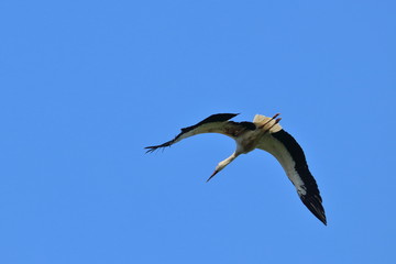 white stork
