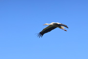 white stork