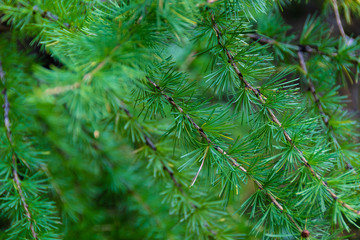Fototapeta na wymiar green branch of larch with needles on summer day