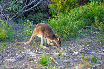 Wild kangaroo on the side of the road in Western Australia