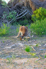 Wild kangaroo on the side of the road in Western Australia