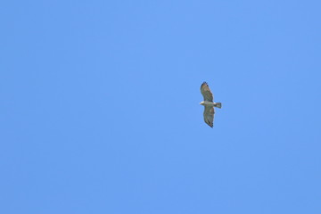short toed eagle