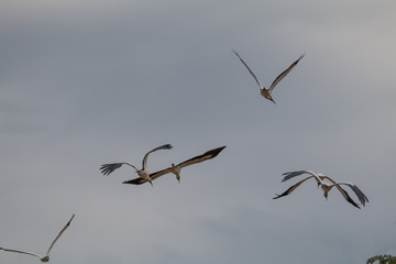 Wood storks in the Pantanal region, Brazil, South America