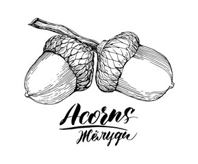 Vector ink sketch drawing of acorns. © Sarema