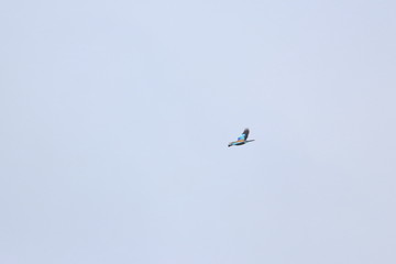 Obraz premium roller