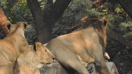lion looking regal standing, closeup photography of wild animal lion, Strong Looking Wild East...