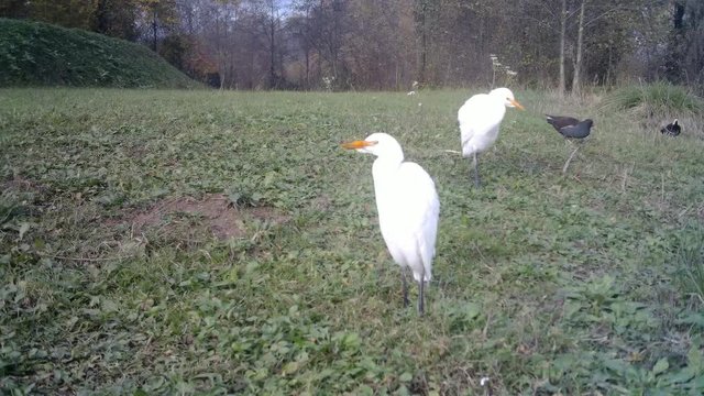 White Water Birds (Western Cattle Egret - Bubulcus Ibis) Close View in a Sunny Day with other Wild Birds. Water Animals and Nature FullHD Video.