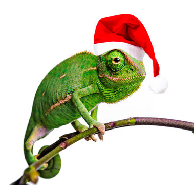 green chameleon - Chamaeleo calyptratus with funny santa cap