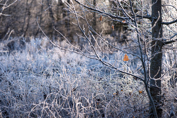 Winter and autumn collision in the meadow