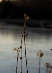 Close up of the seed heads