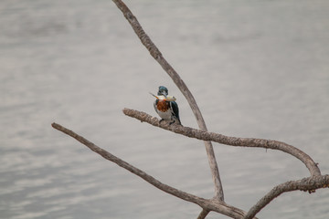 Amazon kingfisher in the Pantanal, Brazil, South America