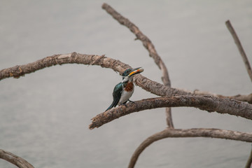 Amazon kingfisher in the Pantanal, Brazil, South America