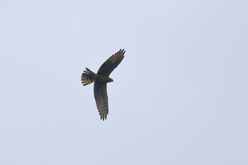 raptor
