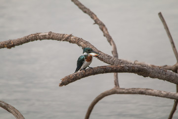 Amazon kingfisher in the Pantanal, Brazil, South America