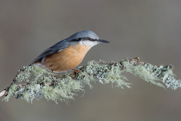 The Eurasian nuthatch (Sitta europaea)