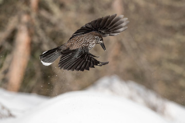 The spotted nutcracker in flight (Nucifraga caryocatactes)