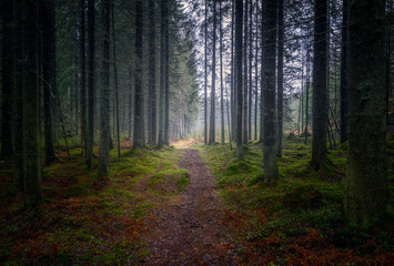 Dark and gloomy forest path with beautiful old trees and misty mood at autumn day in Finland