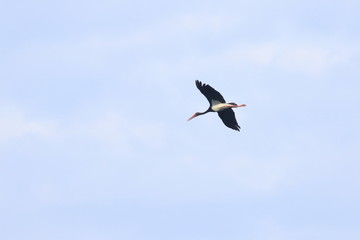 Obraz premium black stork