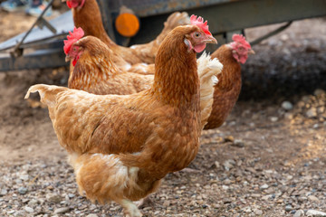 Hens walking on the backyard close up. Domestic farm in the village