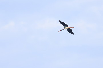 black stork