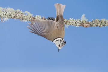 The European crested tit (Lophophanes cristatus) © Manuel