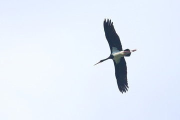 black stork