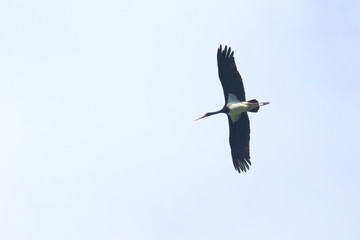 Obraz premium black stork