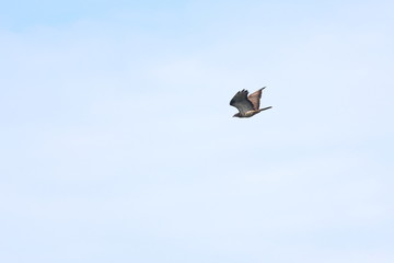 honey buzzard