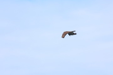 honey buzzard