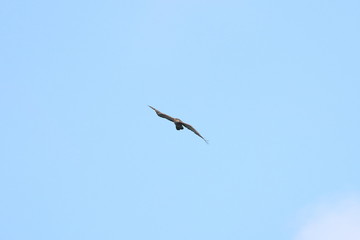 honey buzzard