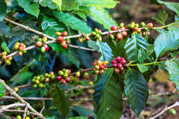 Coffee beans on coffee plants Tamil Nadu India.