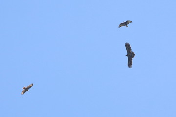 lesser spotted eagle