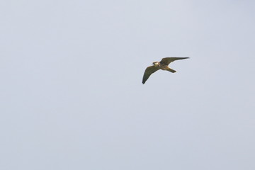 hobby