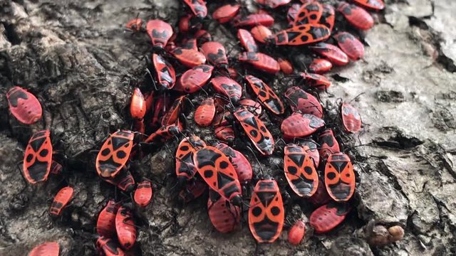 Lots of firebugs (Pyrrhocoris apterus) sitting on tree bark
