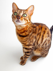 cat isolated on white background