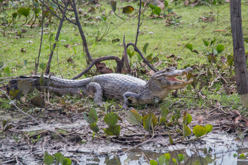 Yacare caiman in the Pantanal, Brazil, South America