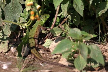 lizard
