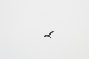 harrier