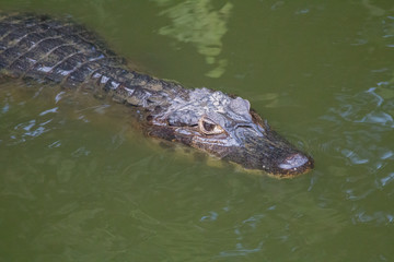Yacare caiman in the Pantanal, Brazil, South America