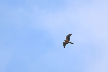 raptor