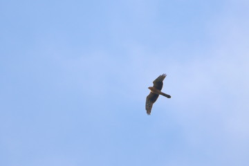 raptor