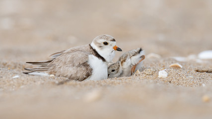A hatchling Piping Plover seeks shelter under its mother.