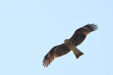 black kite