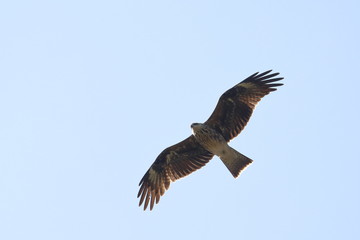 black kite