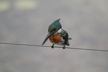 Amazon kingfisher in the Pantanal, Brazil, South America