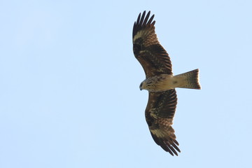 black kite