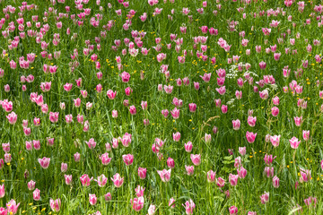 Fototapeta premium Colourful tulips in spring